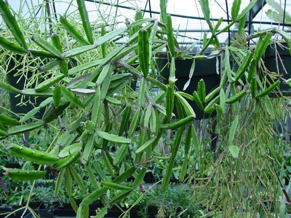 Rhipsalis_cereoides